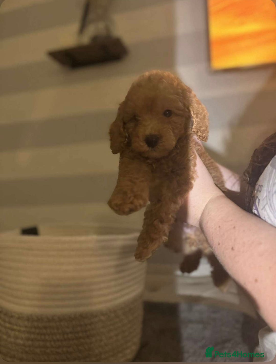 Miniature Poodle dogs for sale: Gorgeous apricot miniature poodle puppies - Image 5