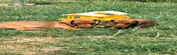 Miniature Dachshund dogs for sale: ⭐️REDUCED⭐️KC Miniature Smooth haired Dachshund  - Advert 6