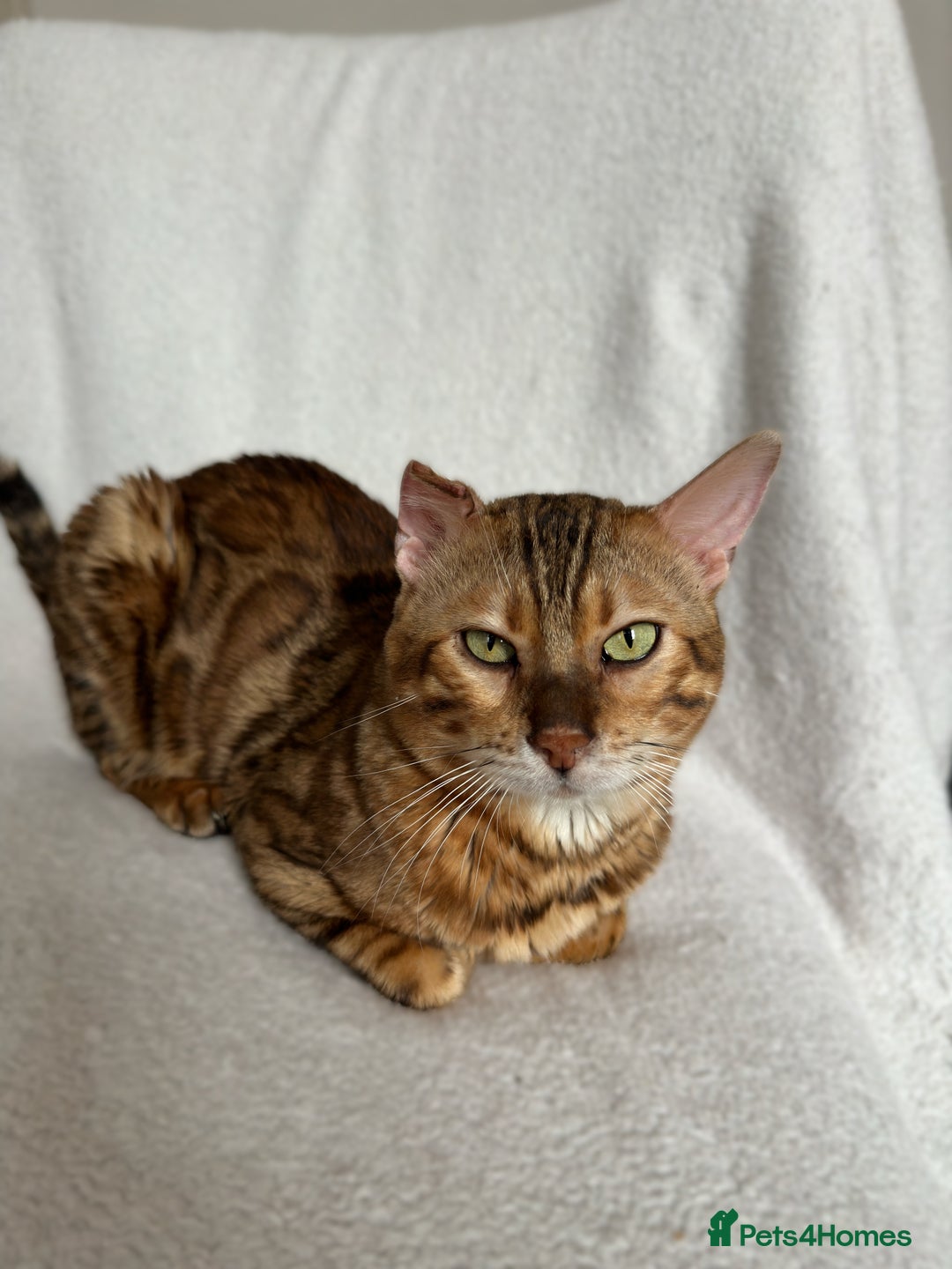 Bengal cats for stud: Bengal Stud Available🌟 - Advert 5