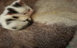 Domestic Shorthair cats for sale: Beautiful Litter of 4 Kittens - Image 4