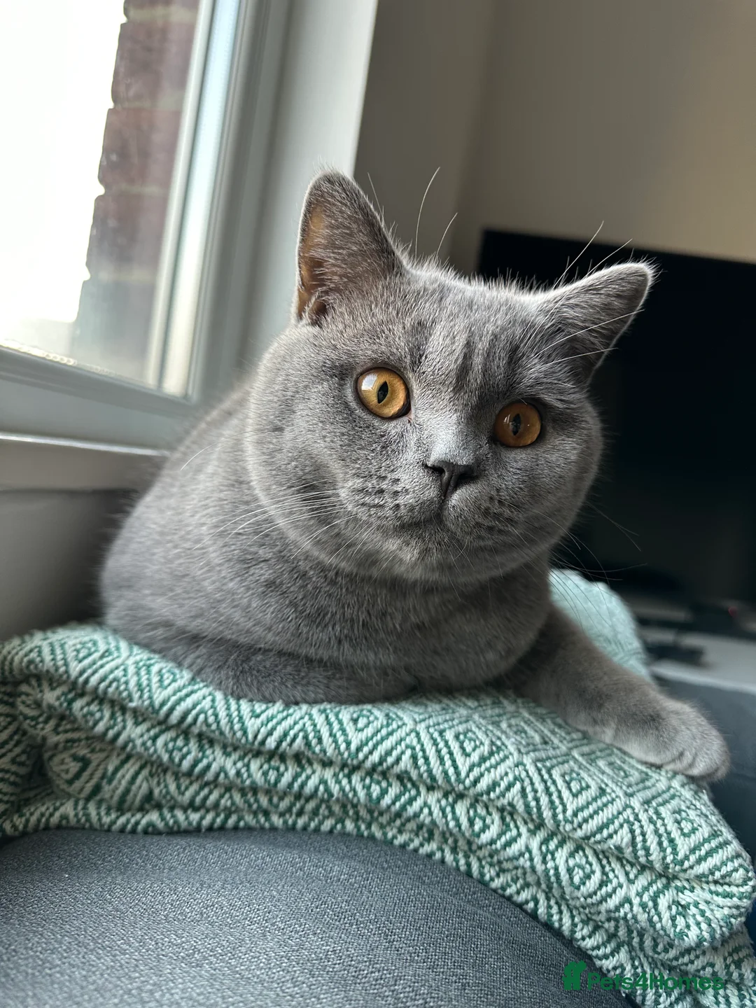 British Shorthair cats for stud: GCCF reg blue British Shorthair for stud - Advert 2
