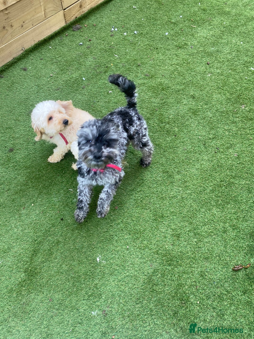 Cockapoo dogs for sale: Cockapoo 2 year old - Advert 9