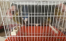 Canaries birds for sale: Canary Male - Image 1