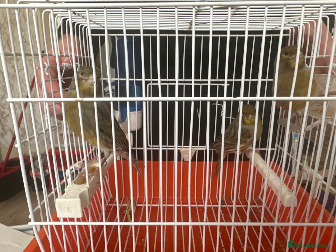 Canaries birds for sale: Canary Male - Image 1