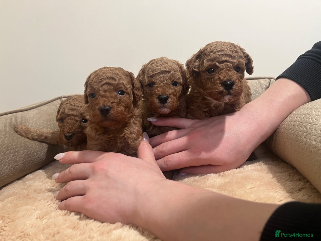 Toy Poodle dogs for sale: Pure toy poodle pups - Advert 2