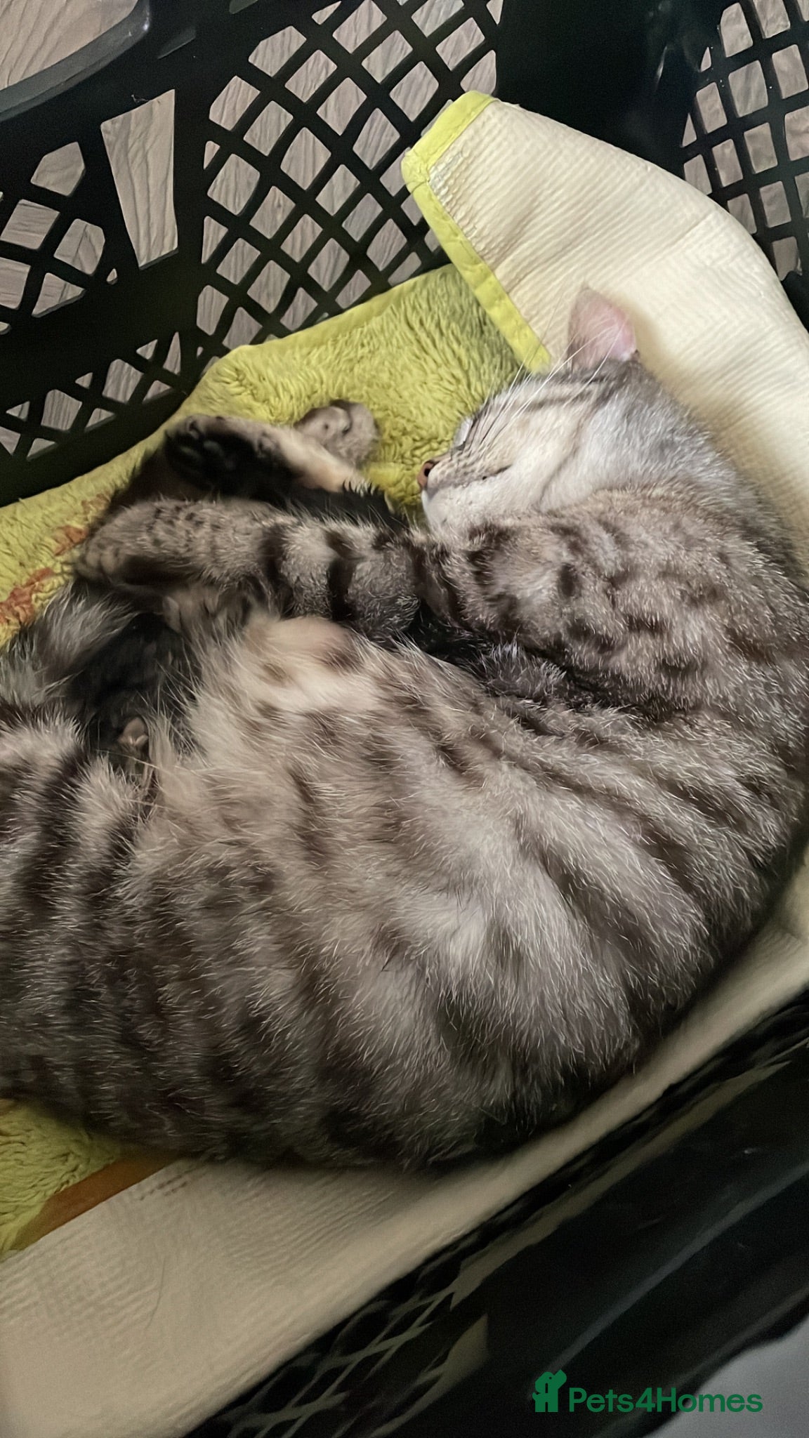 Mixed Breed cats Mixed bengal kittens - Advert 6