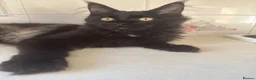 Maine Coon cats for sale: Exceptional pedigree MaineCoon female - Sprite - Advert 31