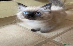 Ragdoll cats for sale: Ragdoll Kittens  - Image 1