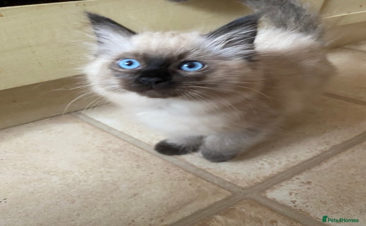 Ragdoll cats - Advert 11