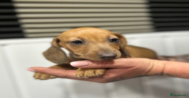 Miniature Dachshund dogs - Advert 9