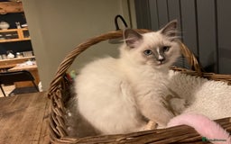 Ragdoll cats for sale: Stunning 💎 Ragdoll blue point girl kitten - Image 2