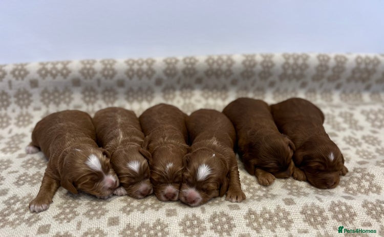 Cockapoo dogs - Advert 5