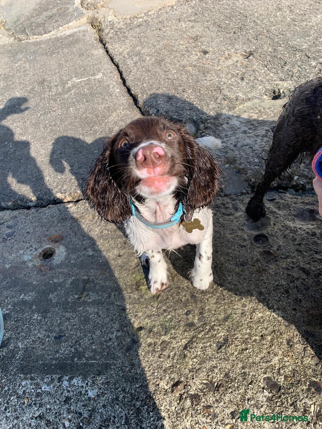 English Springer Spaniel dogs for stud: Hugo  - Advert 5