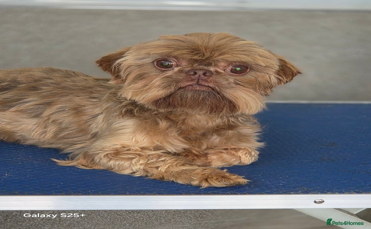 Shih Tzu dogs - Advert 4