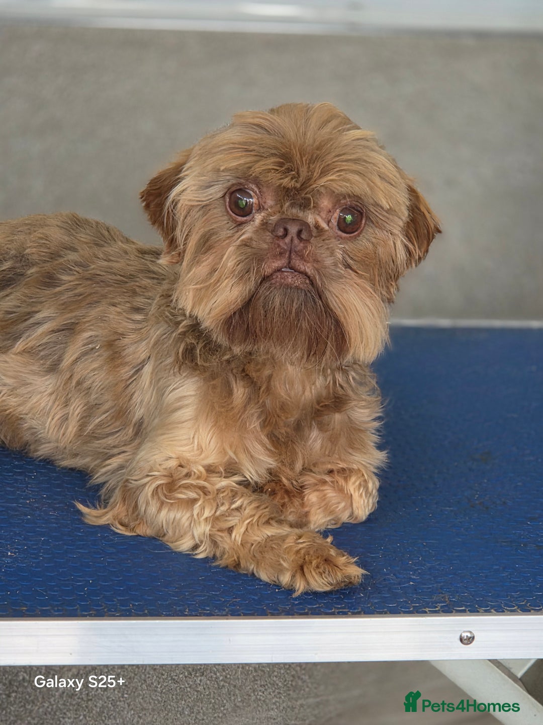 Shih Tzu dogs for sale: READY NOW Chocolate adult boy - Image 1