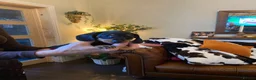 Miniature Dachshund dogs for sale: Adorable kc reg PRA clear miniature dachshunds  - Advert 4