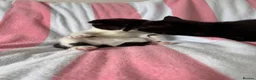 Mixed Breed cats for sale: 2 kittens left! - Advert 4