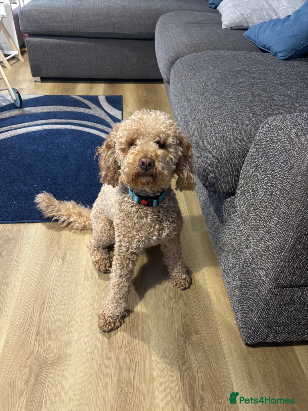 Cockapoo dogs for sale: 20 month male cockapoo. Please read info!!  - Advert 1