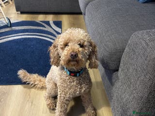 Cockapoo dogs 20 month male cockapoo. Please read info!! - Advert 1