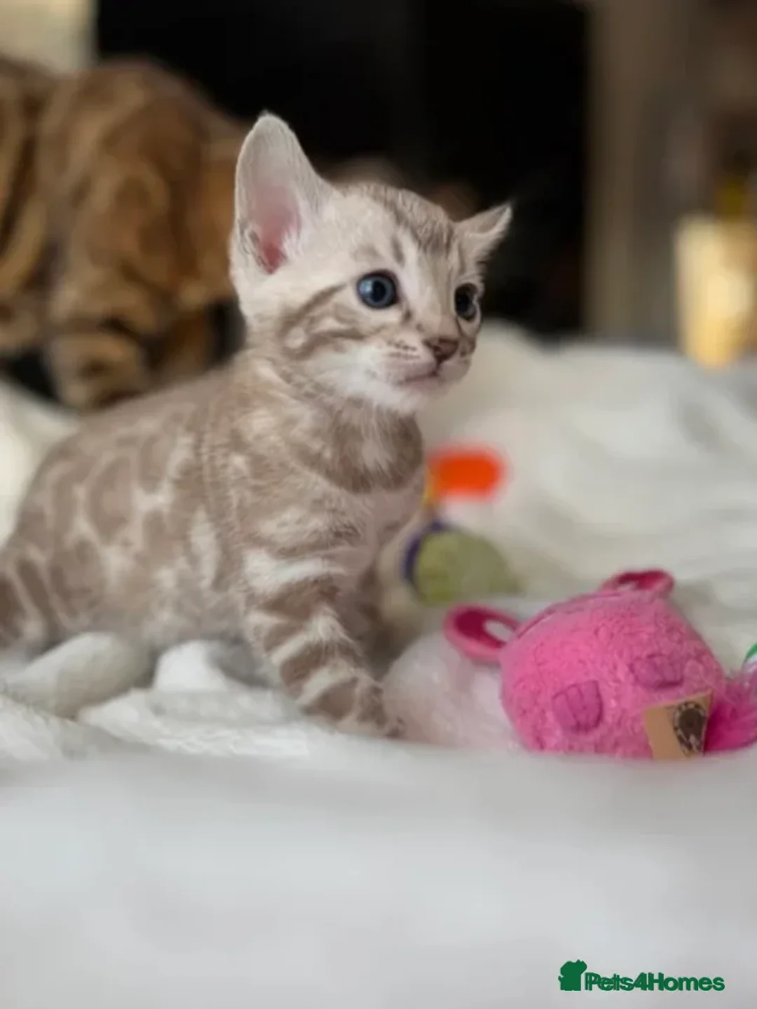 Bengal cats for stud: Silver Bengal Stud 🩶 TICA REG N DNA CLEAR - Advert 8