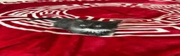 Mixed Breed cats for sale: 6 beautiful kitties looking for forever home  - Advert 9