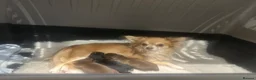 Chihuahua dogs for sale: Stunning quality KC reg long coat puppies  - Advert 6