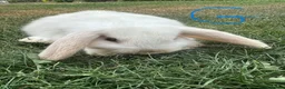Mini Lop rabbits for sale: Mini Lop Rabbits For Sale  - Advert 16