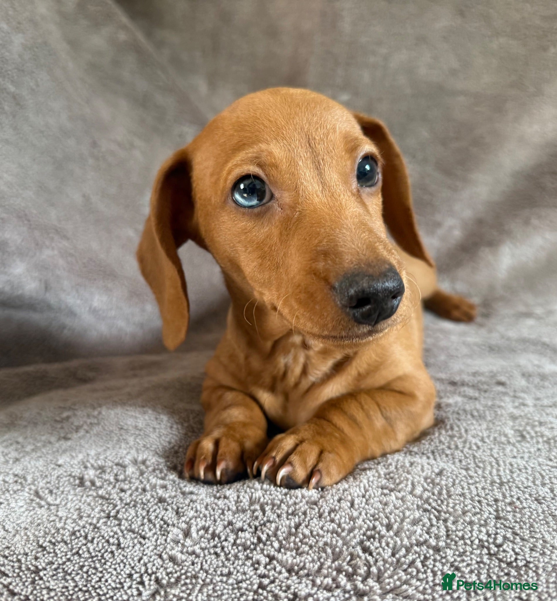 Miniature Dachshund dogs KC registered Miniature Dachshund Red Boy  - Advert 2