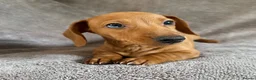 Miniature Dachshund dogs for sale: KC registered Miniature Dachshund Red Boy  - Advert 1