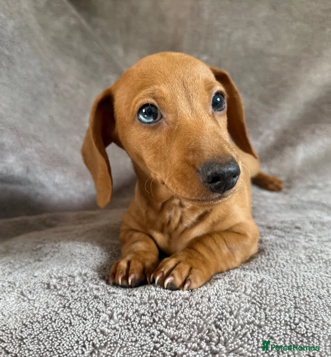 Miniature Dachshund dogs for sale: KC registered Miniature Dachshund Red Boy  - Advert 1