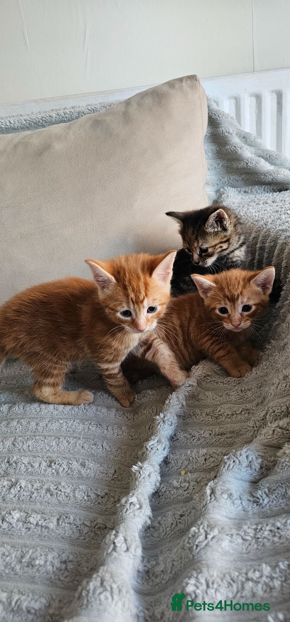 British Shorthair cats Kittens for sale - Advert 3