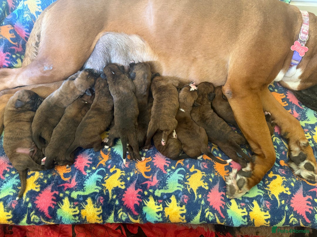 Boxer dogs for sale: Champion sired Lovely  Boxer Puppy Available  - Image 7