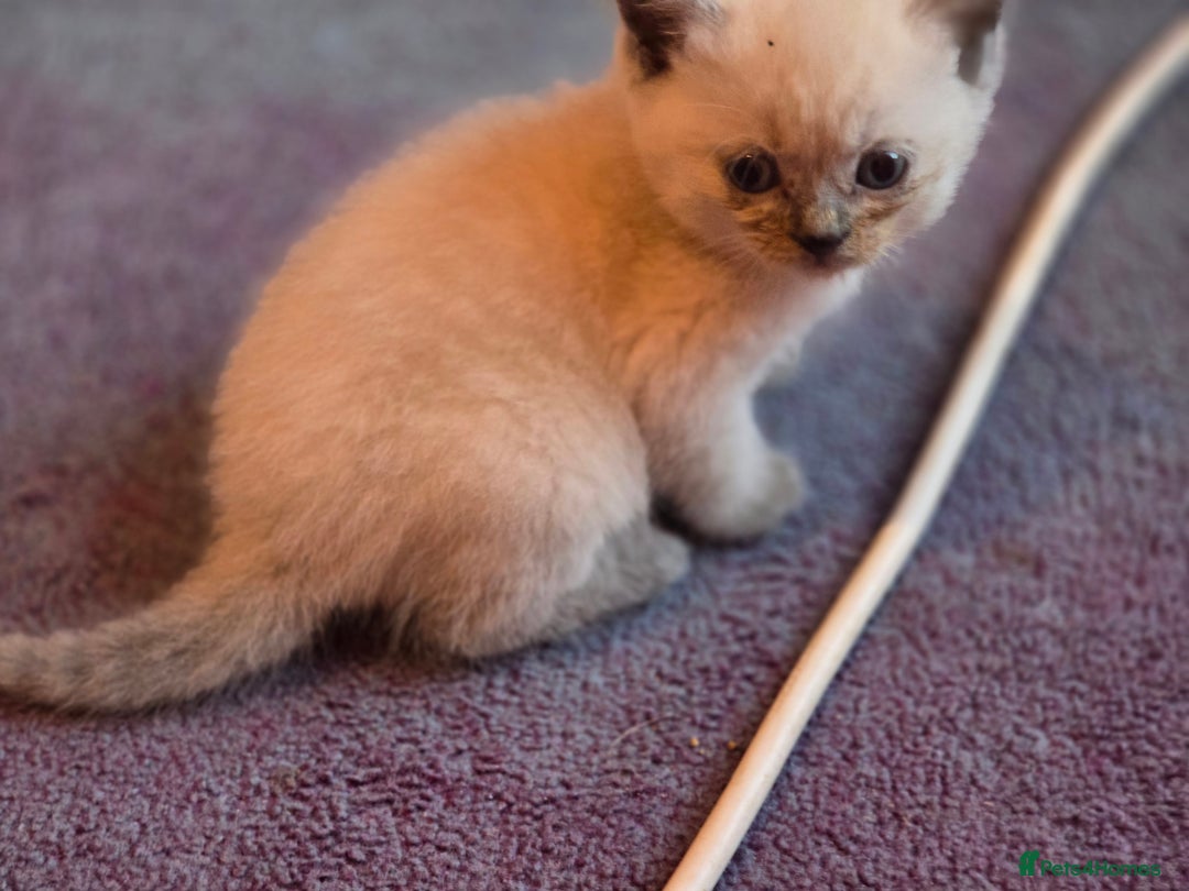 British Shorthair cats for sale: 6 x British Short-haired Blue kittens for sale - Image 10