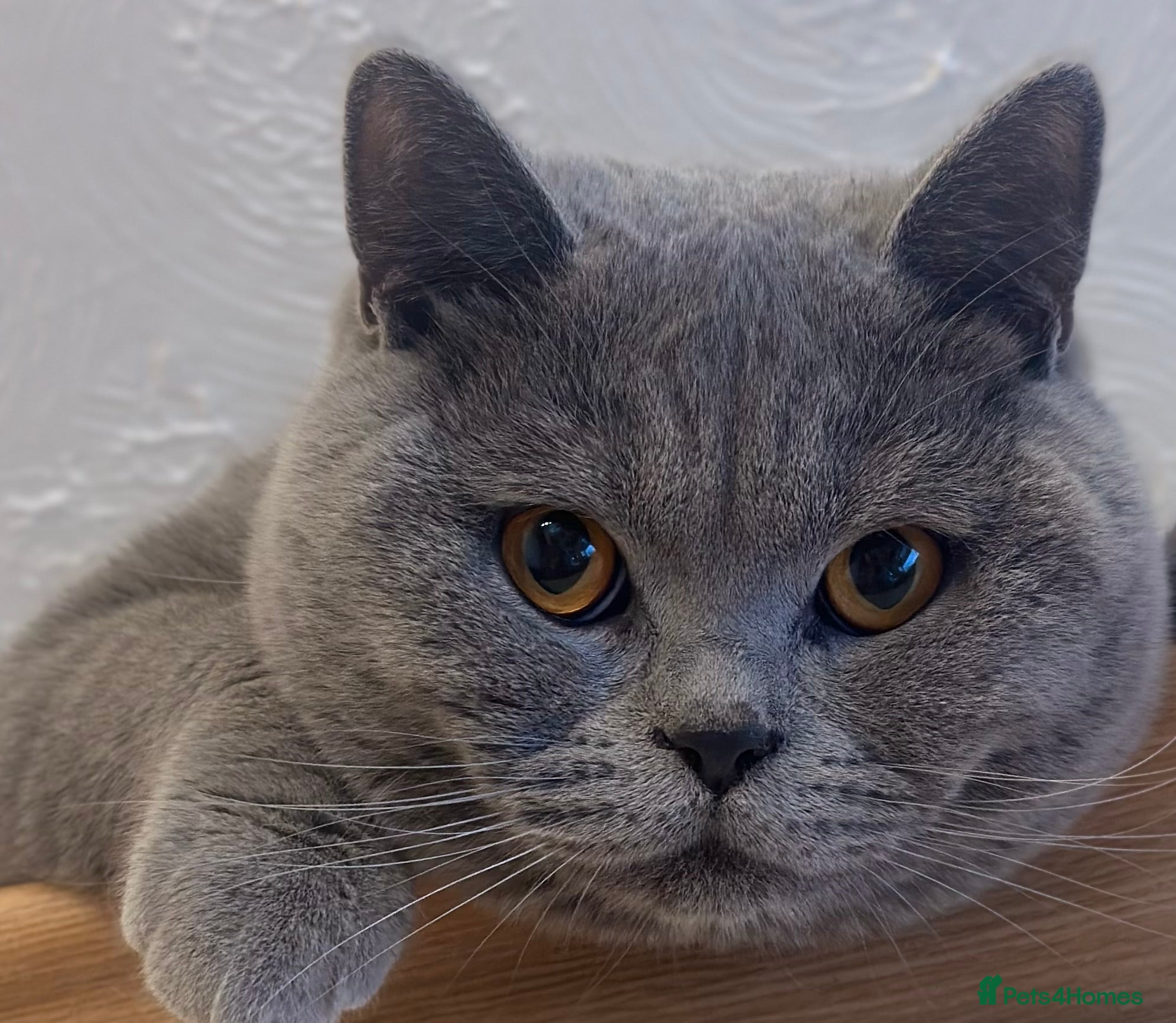 British Shorthair cats Beautiful chunky Blue British Shorthaired  - Advert 17