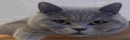 British Shorthair cats for sale: Beautiful chunky Blue British Shorthaired  - Advert 1