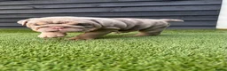 English Bulldog dogs for sale: English Bulldog Puppies - Advert 4