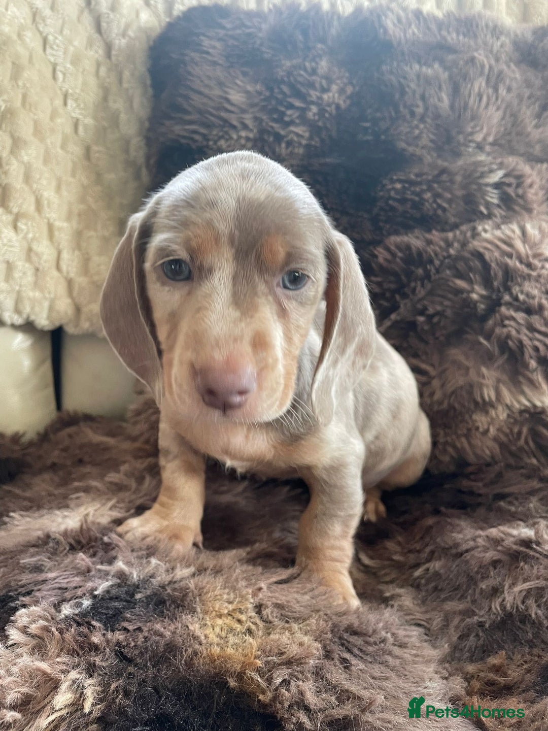 Dachshund dogs for sale: Miniature Dachshunds for sale  - Advert 8