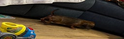Miniature Dachshund dogs for sale: Shaded red kc reg Miniature dachshund   - Advert 5