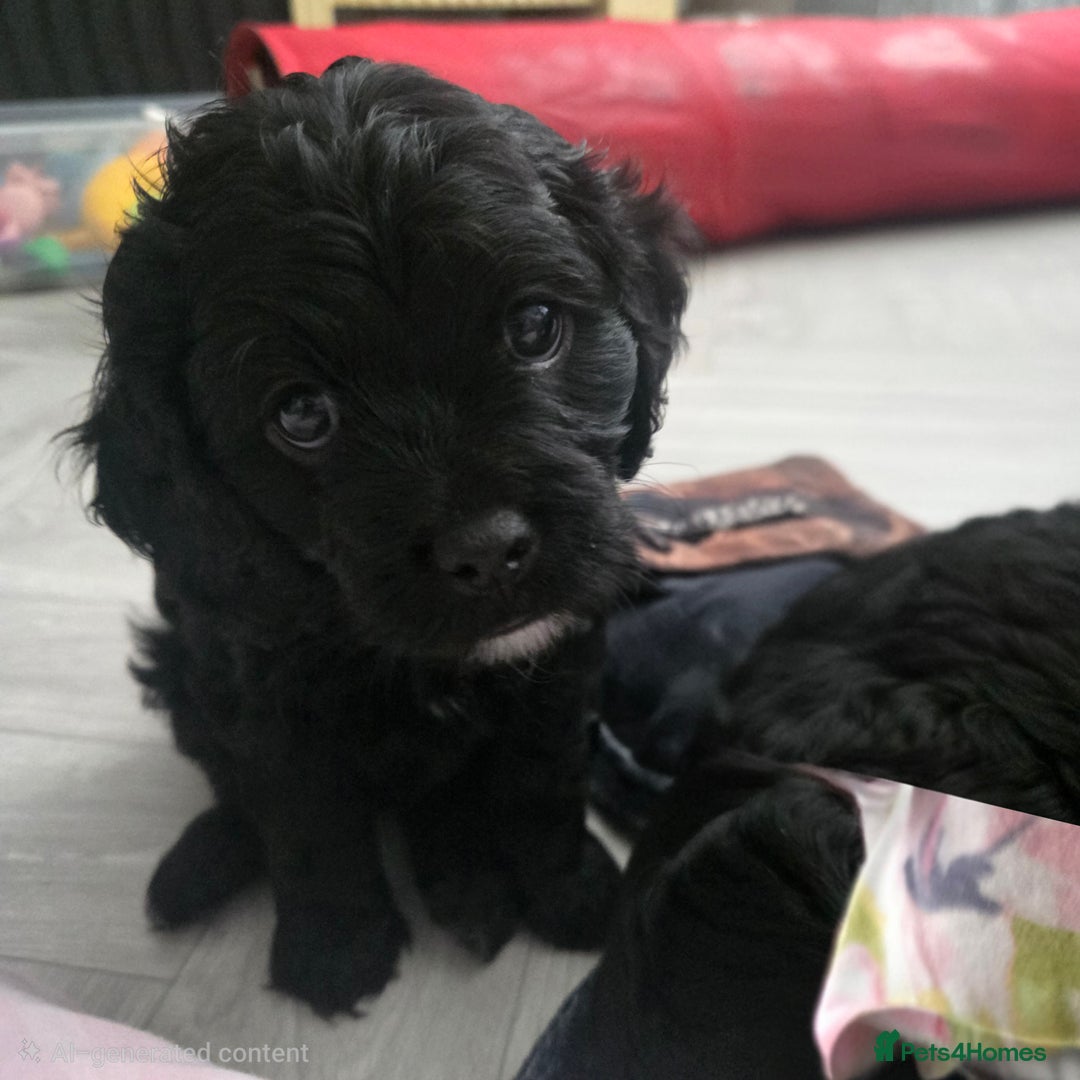 Cavapoo dogs for sale: Teddy bear F1 caverpoos  - Image 19