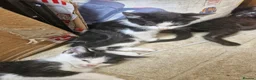 Domestic Shorthair cats for sale: Black kittens & black and white kittens - Advert 8