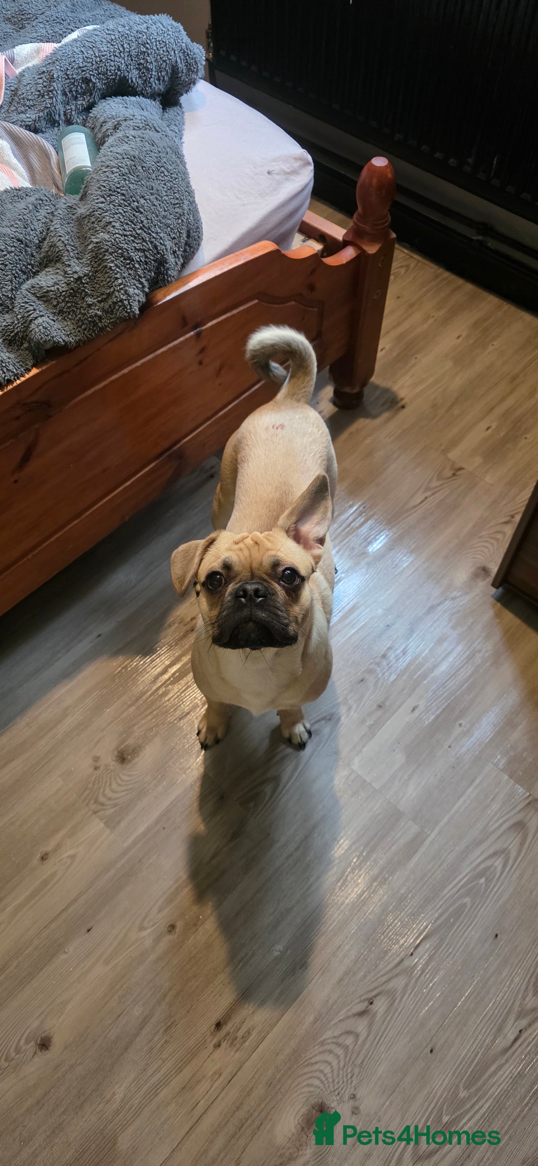 Mixed Breed dogs for sale: Bear for rehome - Advert 11