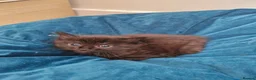 Mixed Breed cats for sale: Lovely black kittens in Bedford - Advert 2