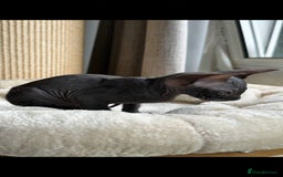 Sphynx cats for sale: Donskoy Sphynx Kittens - Image 4