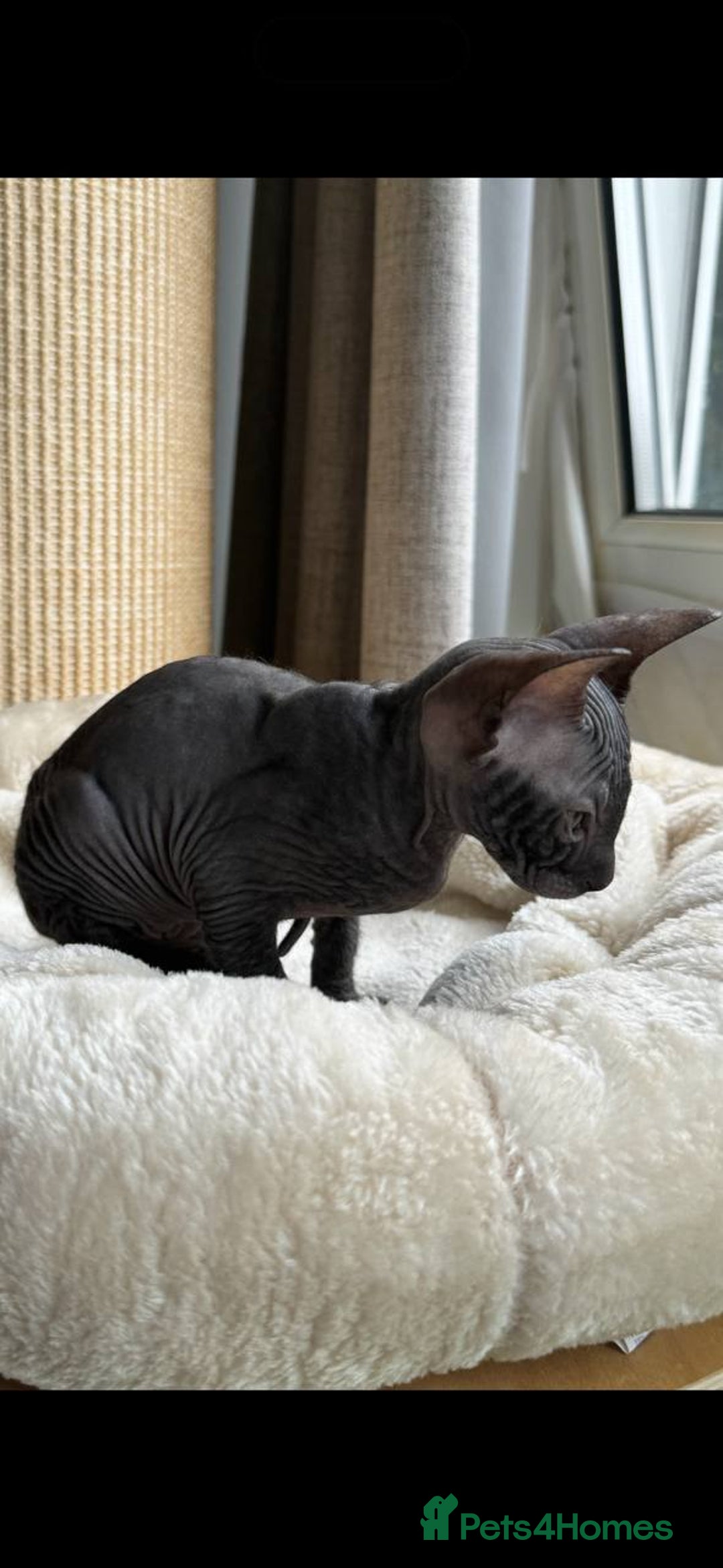 Sphynx cats for sale: Donskoy Sphynx Kittens - Image 4