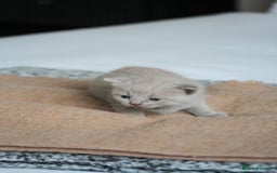 British Shorthair cats for sale: 🩶🐈🐾 Stunning BSH Kittens 🩶🐈🐾 - Image 17