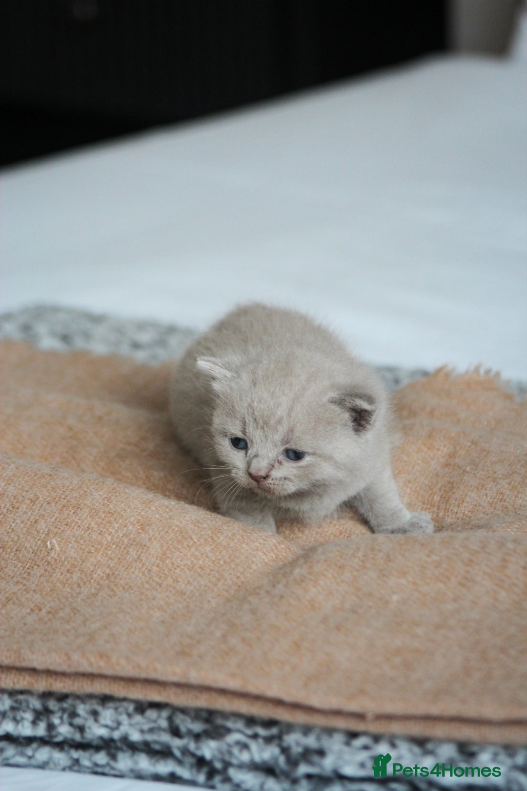 British Shorthair cats for sale: 🩶🐈🐾 Stunning BSH Kittens 🩶🐈🐾 - Image 17