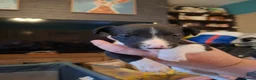 Whippet dogs for sale: Beautiful Whippet Puppies  - Advert 4
