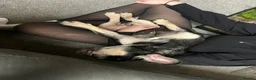 French Bulldog dogs for sale: Male Adult FrenchBulldog  - Advert 8