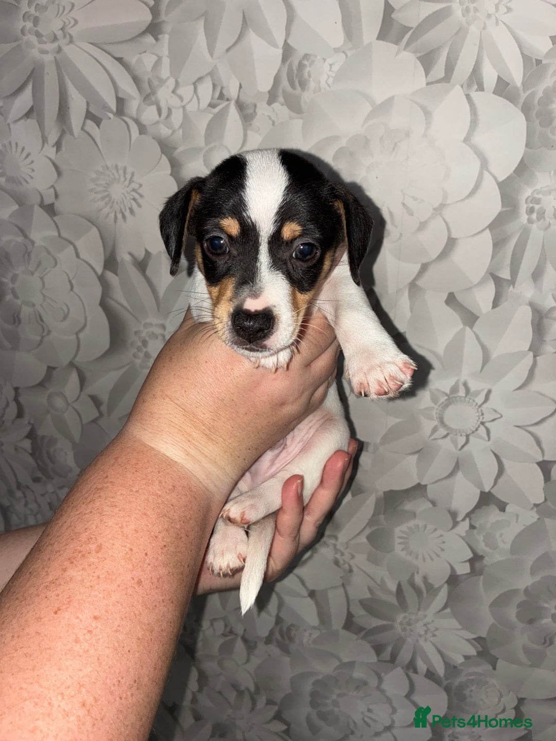 Jack Russell dogs for sale: Jack Russell’s looking for forever homes - Image 11