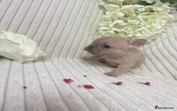 French Bulldog dogs for sale: Brindle & Fawn French Bulldog Puppies - Image 9